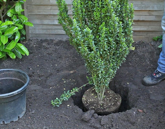 Gartencenter Mauch Frische Pflanzen aus Hilzingen
