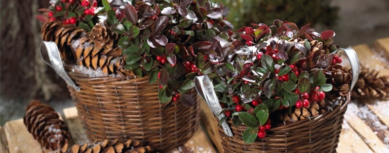 Gartencenter Mauch Frische Pflanzen aus Hilzingen