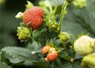 Erdbeere 'Klettererdbeere'