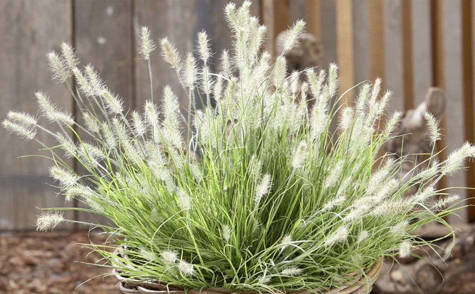 Gartencenter Mauch Frische Pflanzen aus Hilzingen