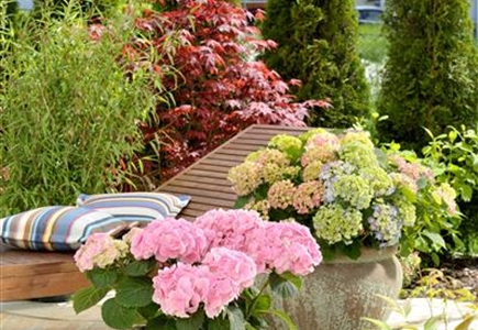 Gartencenter Mauch Frische Pflanzen Aus Hilzingen