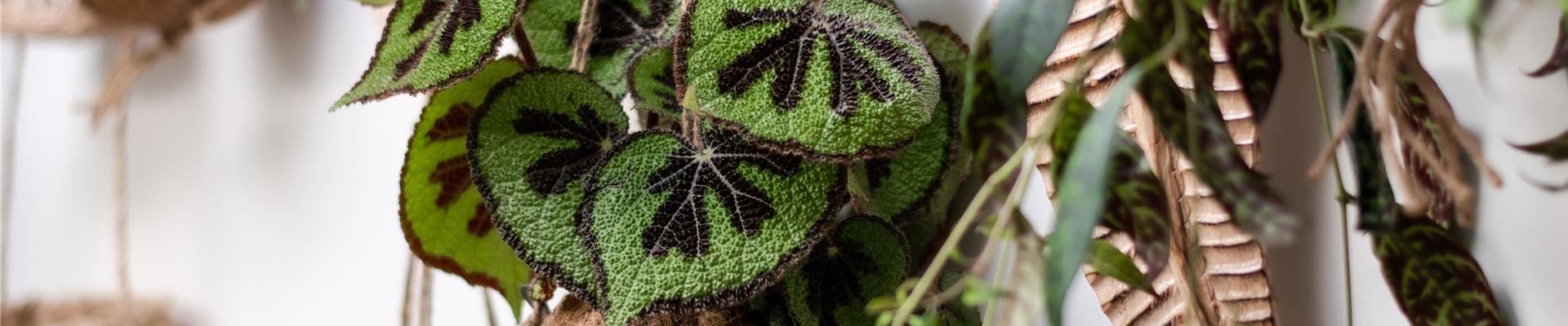 HäNGENDE ZIMMERPFLANZEN!