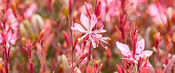 IM SOMMERGARTEN! IM SOMMERGARTEN!