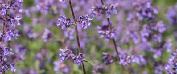 IM SOMMERGARTEN! IM SOMMERGARTEN!