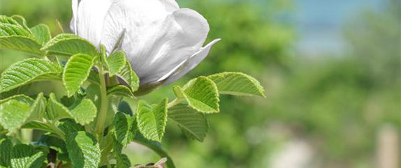 IM SOMMERGARTEN! IM SOMMERGARTEN!
