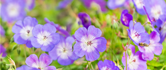 IM SOMMERGARTEN! IM SOMMERGARTEN!