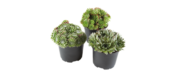 IM SOMMERGARTEN! IM SOMMERGARTEN!