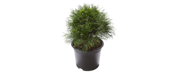 IM SOMMERGARTEN! IM SOMMERGARTEN!