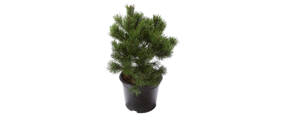 IM SOMMERGARTEN! IM SOMMERGARTEN!