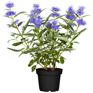 BARTBLUME