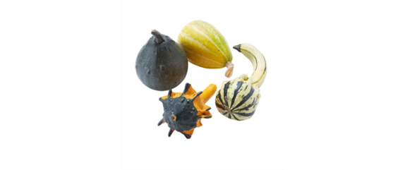 DER HERBST IM KASTEN! DER HERBST IM KASTEN!