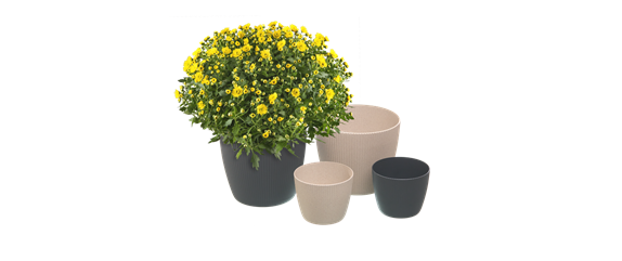 DER HERBST IM KASTEN! DER HERBST IM KASTEN!