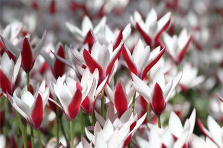 PFLANZ DIR FREUDE!
