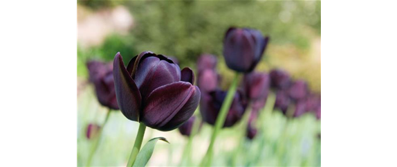 PFLANZ DIR FREUDE! PFLANZ DIR FREUDE!