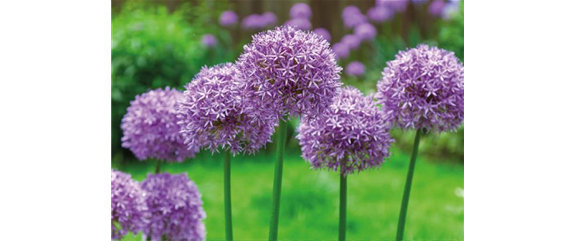 PFLANZ DIR FREUDE! PFLANZ DIR FREUDE!