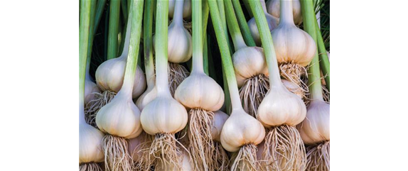 PFLANZ DIR FREUDE! PFLANZ DIR FREUDE!