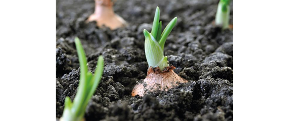 PFLANZ DIR FREUDE! PFLANZ DIR FREUDE!