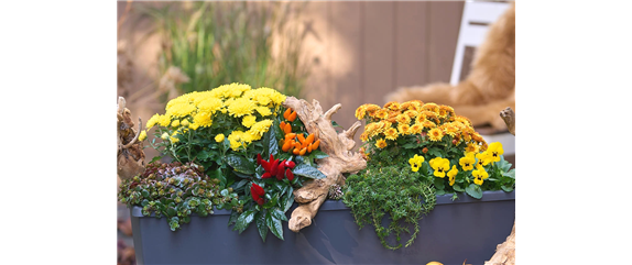 DER HERBST IM KASTEN! DER HERBST IM KASTEN!