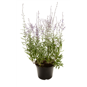 PFLANZE DES MONATS JULI: BLAURAUTE