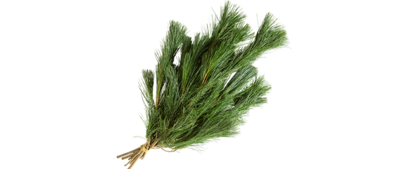 ADVENT, ADVENT – EIN KERZLEIN BRENNT! ADVENT, ADVENT – EIN KERZLEIN BRENNT!