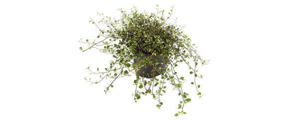 ES WEIHNACHTET AUF BALKON & TERRASSE! ES WEIHNACHTET AUF BALKON & TERRASSE!