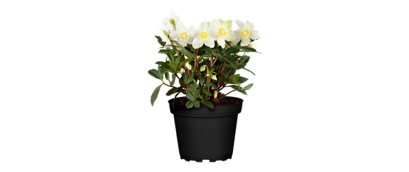 ES WEIHNACHTET AUF BALKON & TERRASSE! ES WEIHNACHTET AUF BALKON & TERRASSE!