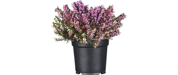 ES WEIHNACHTET AUF BALKON & TERRASSE! ES WEIHNACHTET AUF BALKON & TERRASSE!