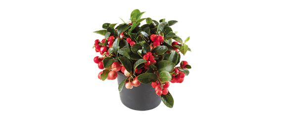 ES WEIHNACHTET AUF BALKON & TERRASSE! ES WEIHNACHTET AUF BALKON & TERRASSE!