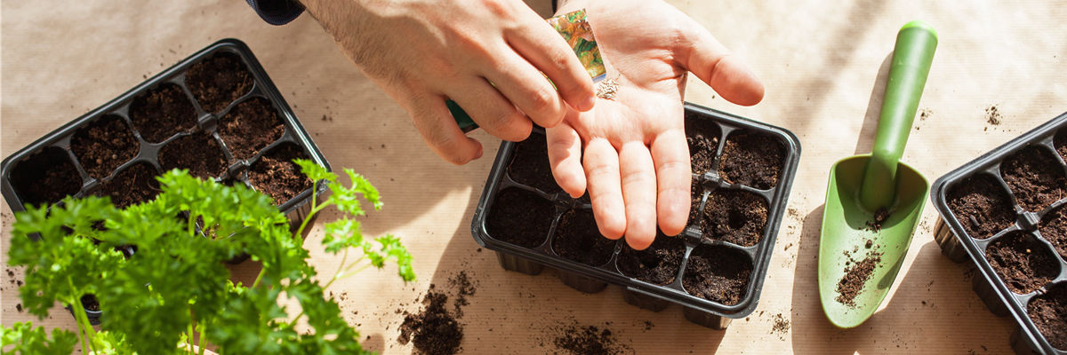 AUSSAAT, DIE AUFGEHT!