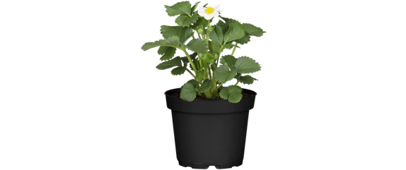 FRISCH AUS DEM GARTEN! FRISCH AUS DEM GARTEN!