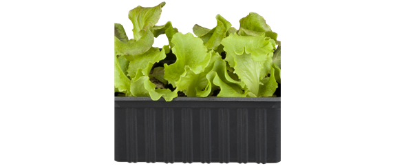 FRISCH AUS DEM GARTEN! FRISCH AUS DEM GARTEN!