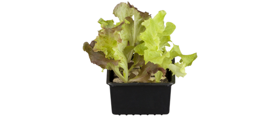 FRISCH AUS DEM GARTEN! FRISCH AUS DEM GARTEN!