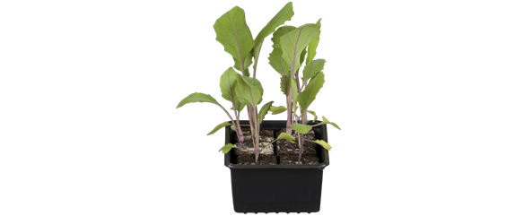 FRISCH AUS DEM GARTEN! FRISCH AUS DEM GARTEN!