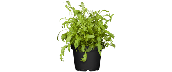 FRISCH AUS DEM GARTEN! FRISCH AUS DEM GARTEN!