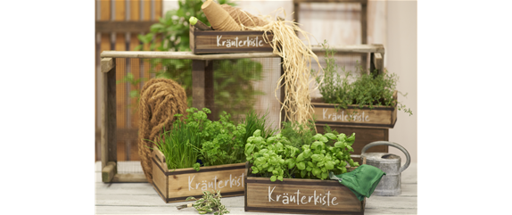 FRISCH AUS DEM GARTEN! FRISCH AUS DEM GARTEN!