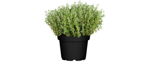 FRISCH AUS DEM GARTEN! FRISCH AUS DEM GARTEN!