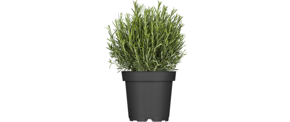 FRISCH AUS DEM GARTEN! FRISCH AUS DEM GARTEN!