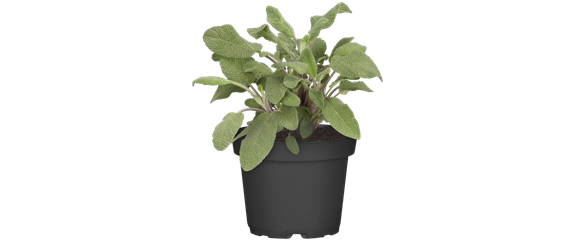 FRISCH AUS DEM GARTEN! FRISCH AUS DEM GARTEN!