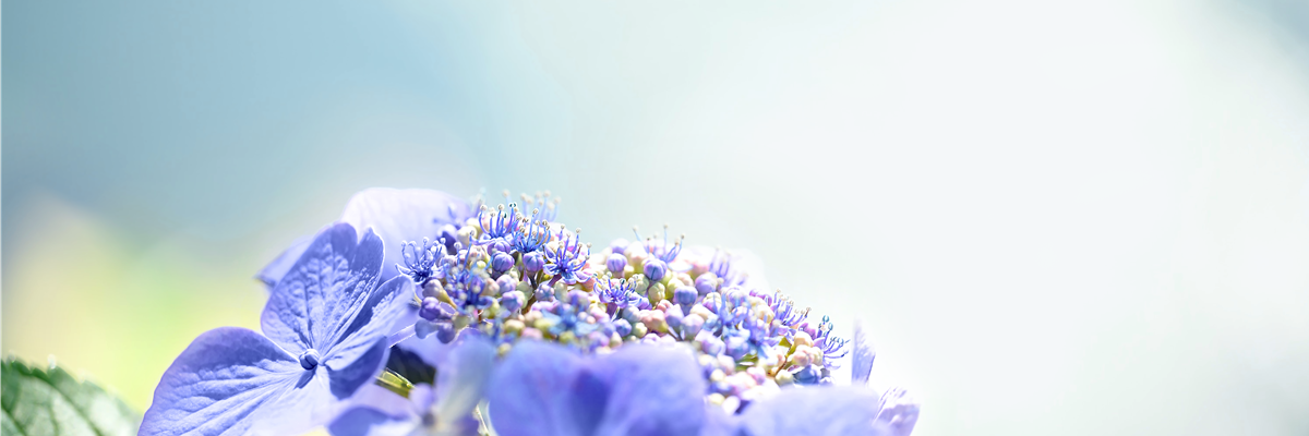 Pflanze des Monats Juli: Hortensie