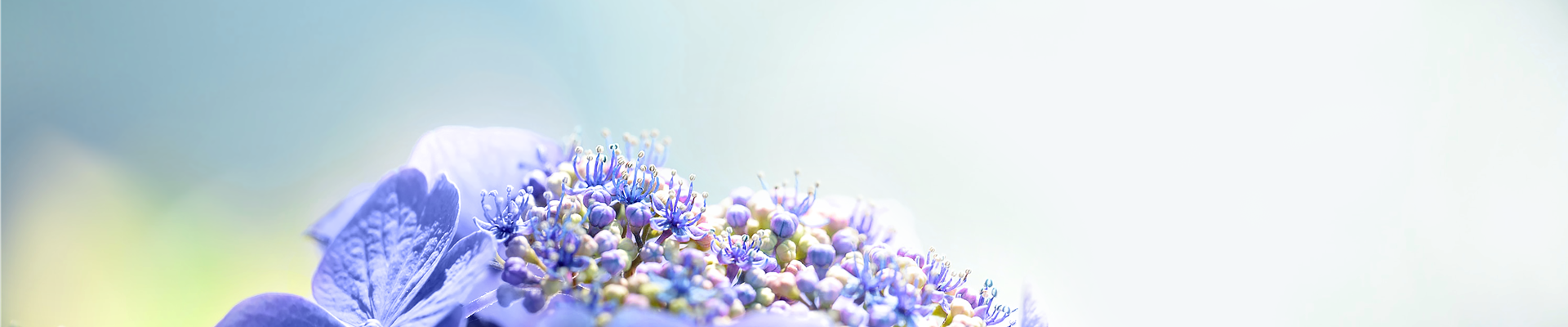 Pflanze des Monats Juli: Hortensie