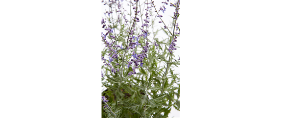 PFLANZE DES MONATS JULI: BLAURAUTE