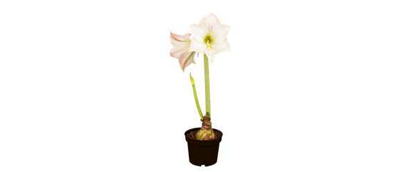 MODERNE WEIHNACHTEN!  MODERNE WEIHNACHTEN!