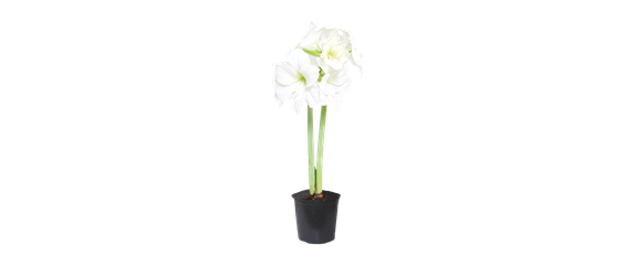 MODERNE WEIHNACHTEN!  MODERNE WEIHNACHTEN!