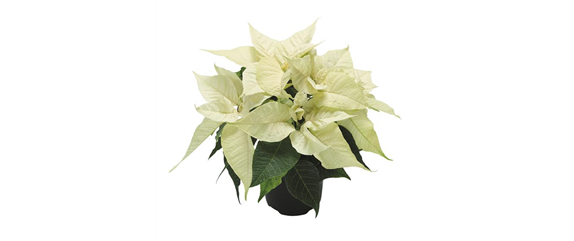 KLASSISCHE WEIHNACHTEN! KLASSISCHE WEIHNACHTEN!