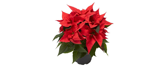 KLASSISCHE WEIHNACHTEN! KLASSISCHE WEIHNACHTEN!