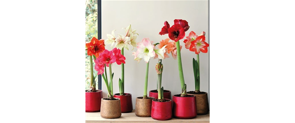 KLASSISCHE WEIHNACHTEN! KLASSISCHE WEIHNACHTEN!