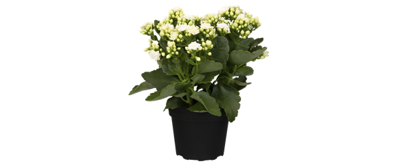 KLASSISCHE WEIHNACHTEN! KLASSISCHE WEIHNACHTEN!