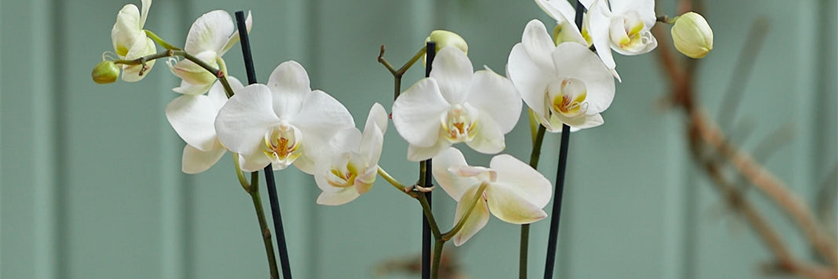 MODERNE WEIHNACHTEN!