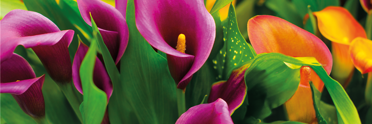PFLANZE DES MONATS FEBRUAR: CALLA