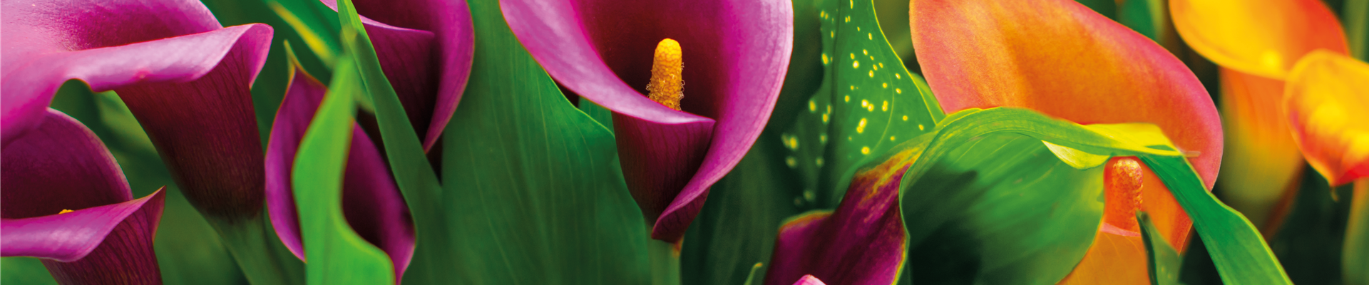 PFLANZE DES MONATS FEBRUAR: CALLA